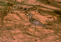 Spotted dikkop (Burhinus capensis) adult, Sahara, Niger.