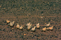 Spotted sandgrouse (Pterocles senegallus) and Crowned sandgrouse (Pterocles coronatus) near a water hole in the morning .