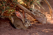 Cape hare (Lepus capensis) resting in shadow of a Maerua crassifolia, Tenere, Sahara, Niger.