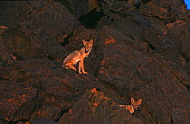 Common jackals (Canis aureus) sitting on rocks, Talak plain, Niger, Sahara