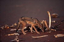 Common jackal (Canis aureus) Sahara, Niger.