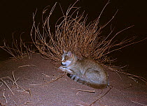 African wild cat (Felis lybica) male at night, Azaouak, Sahara, Niger,