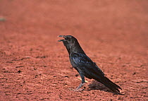 Brown-necked raven (Corvus ruficollis) calling, Tenere, Sahara, Niger.