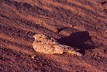 Egyptian nightjar (Caprimulgus aegyptius) at rest, camouflaged with the soil, Tenere, Sahara, Niger.