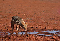 Common jackal (Canis aureus) drinking from water hole, Sahara, Niger.