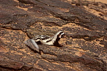 Saharan striped weasel  (Poecilictis lybica) Tenere, Sahara, Niger.