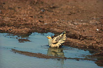 Spotted sandgrouse (Pterocles senegallus) male bathing at waterhole, Sahara.