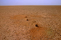 Rppell's fox (Vulpes rueppellii) dens on a stony ground, Tenere, Sahara, Niger.
