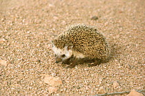 Ethiopian hedgehog (Paraechinus aethiopicus) male, Sahara, Niger.