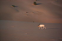 Addax antelope (Addax nasomaculatus) Tenere, Sahara, Niger.