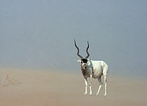 Addax antelope (Addax nasomaculatus) male in sandstorm, Tenere, Sahara, Niger.
