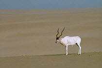 Addax antelope (Addax nasomaculatus) male, Tenere, Sahara, Niger.