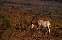 Scimitar oryx (Oryx dammah) grazing, Sahara.