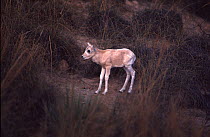 Addax antelope (Addax nasomaculatus) calf age two months, Sahara.