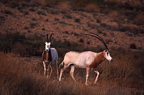 Scimitar oryx (Oryx dammah) male, Sahara.