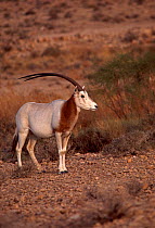 Scimitar oryx (Oryx dammah) male, South Tunisia, Sahara.