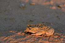 Mauretanian toad (Bufo mauritanicus) adult at sunset, Sahara, Tunisia, South Tunisia.
