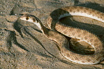 False cobra (Malpolon moilensis) Tunisia, Sahara,