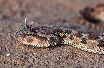 False cobra (Malpolon moilensis) Tunisia, Sahara,