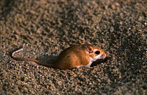 Hairy footed gerbil (Gerbillus latastei) in Sahara Desert.