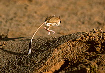 Desert jerboa (Jaculus jaculus) jumping, Sahara desert