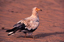 Egyptian vulture (Neophron percnopterus) Tenere, Niger, Sahara.