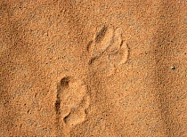 Striped hyena (Hyaena hyaena) footprints, showing typical larger rouder track of the front feet compared to back feet. Azaouak, Sahara Desert, Niger, .