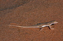 Scutellated fringe-fingered lizard (Acanthodactylus scutellatus) Tenere, Sahara, Niger.