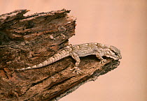 African wall gecko (Tarentola ephippiata) adult on the stump of a dead tree, Sahara, Tunisia.