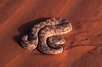 Horned viper (Cerastes cerastes) Tenere, Sahara Desert, Niger.