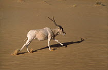 Addax antelope (Addax nasomaculatus) walking in the desert, Sahara. Small repro only