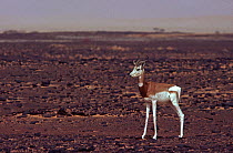 Dama gazelle (Gazella / Nanger dama) Tenere, Sahara, Niger.