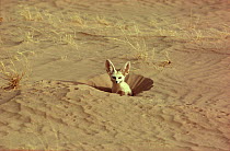 Fennec fox (Fennecus zerda ) at burrow, Sahara Desert. Small repro only