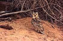 Pharaoh eagle-owl (Bubo ascalaphus) on ground. Sahara Desert.