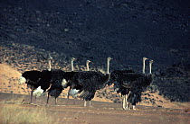 Ostrich (Struthio camelus) flock, Sahara Desert. Small repro only.