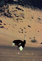 Ostrich (Struthio camelus) in Sahara Desert.