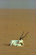 Addax antelope (Addax nasomaculatus) resting on ground, Sahara Desert.