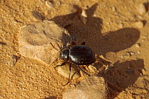 Typical saharan Darkling beetle (Tenebrionidae) Tenere Sahara, Niger.