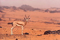 Dorcas gazelle (Gazella dorcas) male, Tenere, Sahara, Niger.