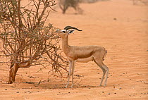 Dorcas gazelle (Gazella dorcas) male feeding on tree Maerua tree during very dry period. Tenere, Sahara, Niger.
