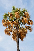 Hispaniola palmetto (Sabal domingensis), Hispaniola.
