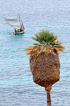 Palm tree (Copernicia ekmanii) with sailing boat in background. Hispaniola. August 2014.