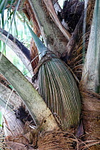 Carossier oil palm (Attalea crassispatha). Sheathing bract enclosing flower cluster. Les Cayes, Haiti. Hispaniola.