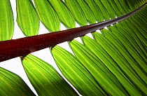 Manaca palm (Calyptronoma plumeriana), close-up of pinnately compound leaf. Hispaniola.
