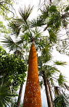 Guano palm (Coccothrinax fragrans) trees, Hispaniola.
