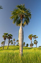 Guano palm (Coccothrinax spissa) trees in grassland, Hispaniola. October 2014.