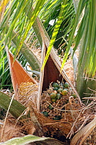 Carossier oil palm (Attalea crassispatha). Sheathing bract enclosing flower cluster. Les Cayes, Haiti, Hispaniola.