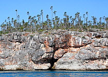Gouane palm (Coccothrinax ekmanii) trees growing on cliff, Hispaniola. November 2014.