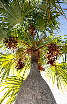 Guano palm (Coccothrinax spissa), Hispaniola.