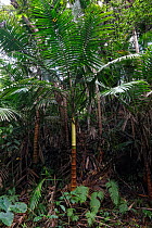 Sierran palm (Prestoea acuminata), Hispaniola.